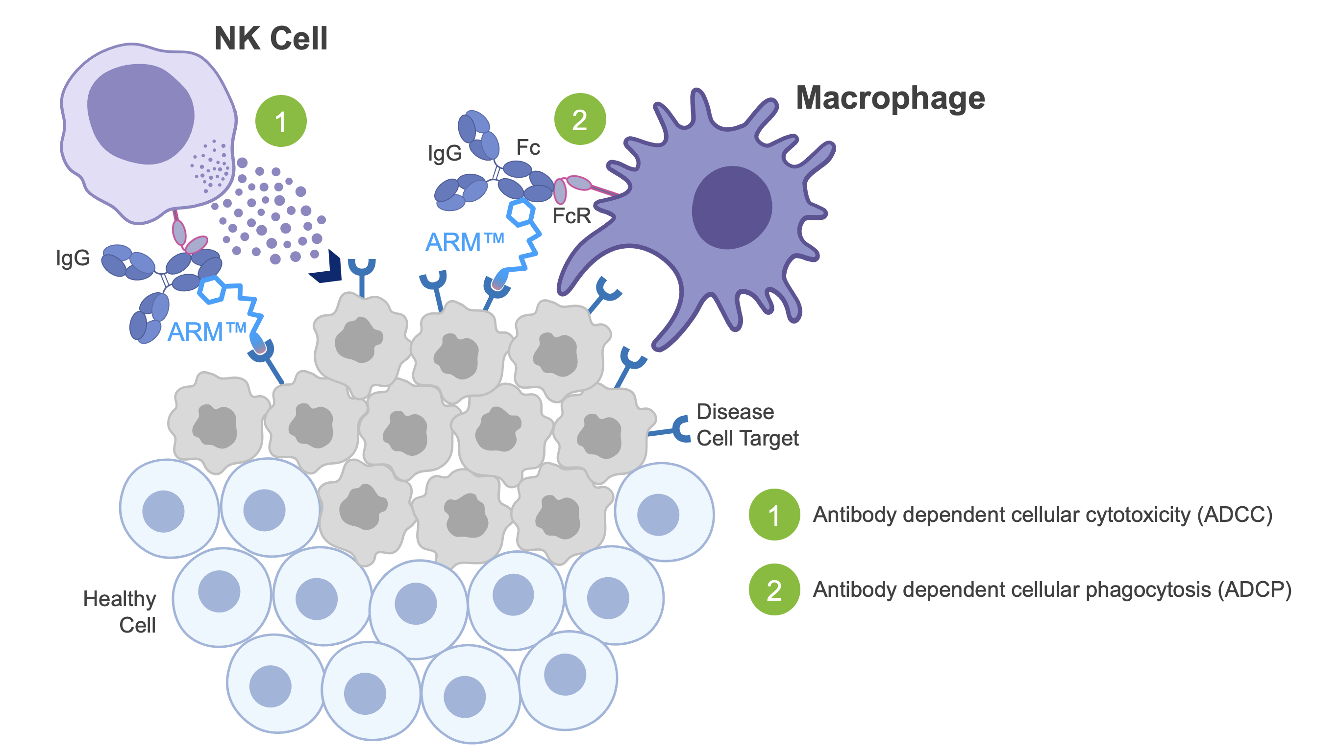 Biohaven ARM - directly engage patients immune system to destry disease cells