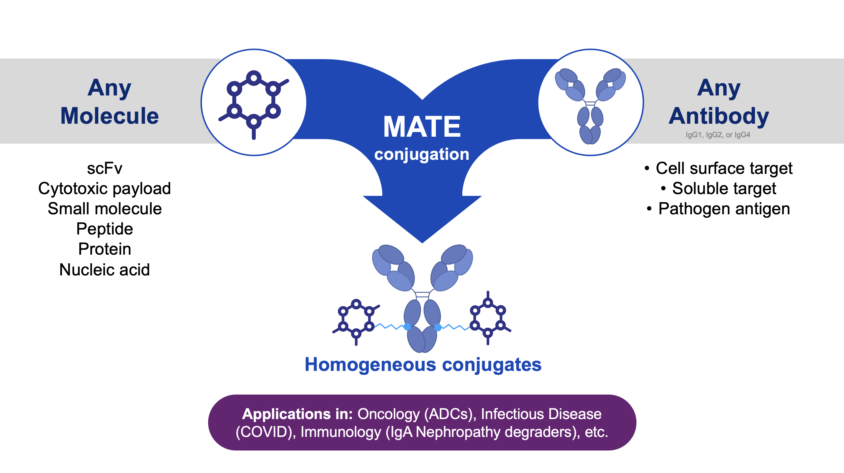 Biohaven MATE - Multimodal Antibody Therapy Enhancers