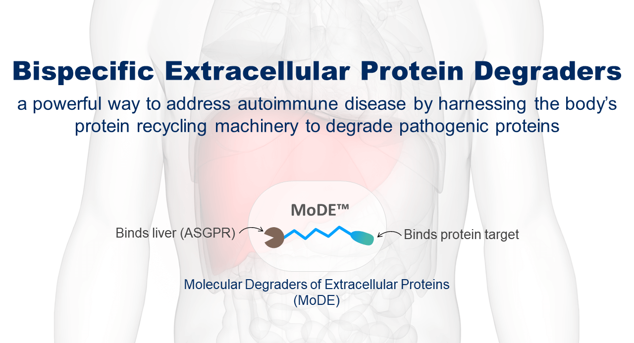 Bispecific Extracellular Protein Degraders