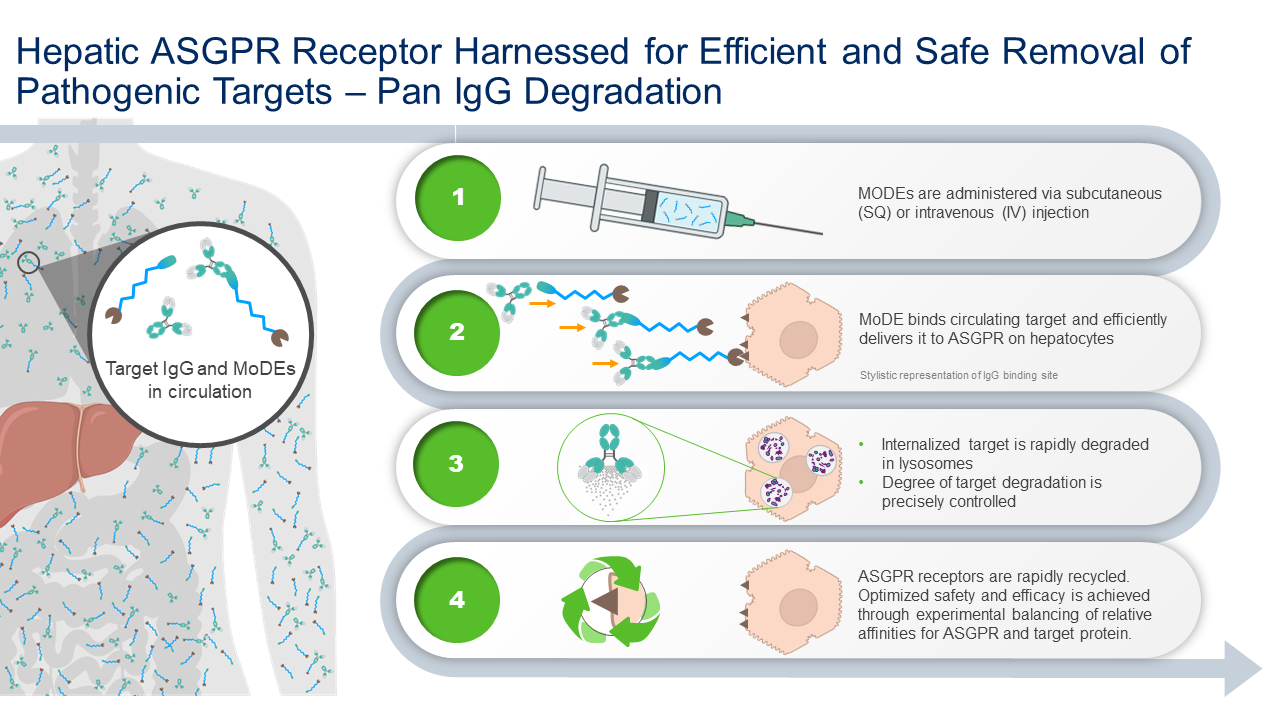 Hepatic ASGPR Receptor Harnessed for Efficient and Safe Removal of Pathogenic Targets – Pan IgG Degradation