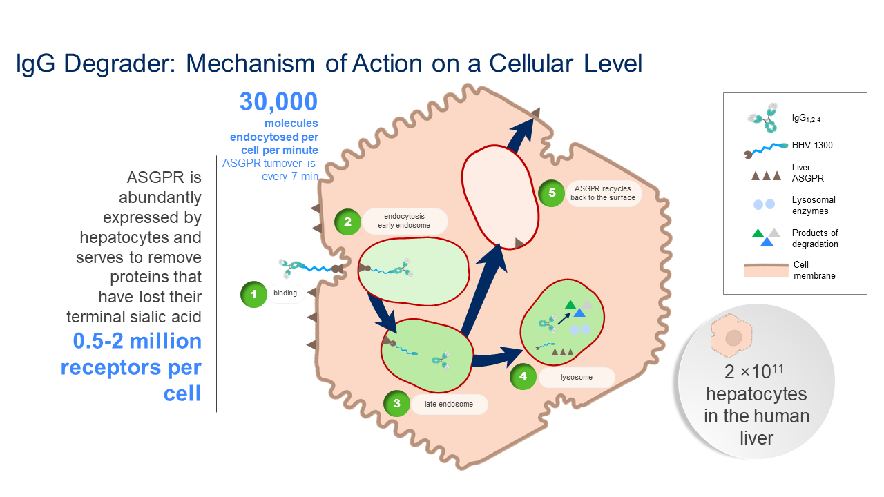 IgG Degrader: Mechanism of Action on a Cellular Level