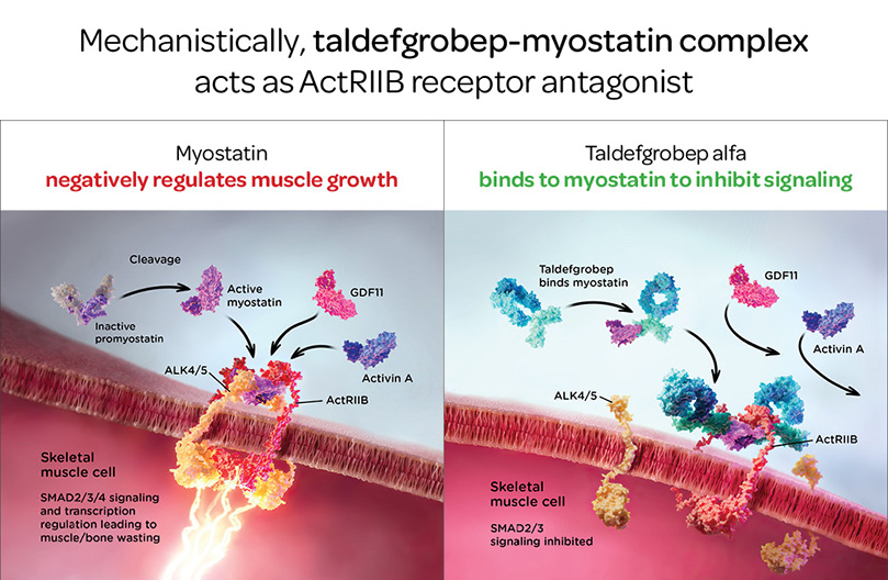 Myostatin Graphic